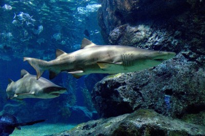 全家遊曼谷度假  這些景點別錯過！