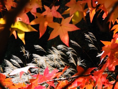 秋季神戶賞楓 這些美景地點別錯過 秋季神戶賞楓 這些美景地點別錯過