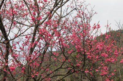 花海美景迷人 國旅賞花熱點拍美照! 花海美景迷人 國旅賞花熱點拍美照!