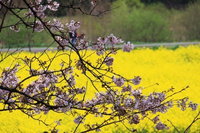 想念日本快收藏  埼玉縣賞櫻名所