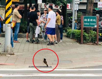 地上有隻鳥一動也不動 九把刀：這就是人生
