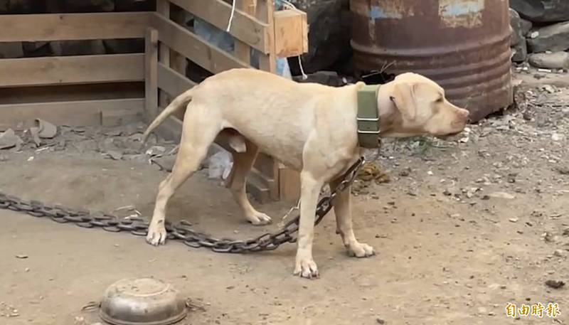 比特犬咬死幼童！米可白心疼：人道毀滅真能解決問題？