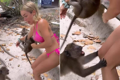 別在猴子面前耍猴戲！比基尼正妹「被硬上肉體」 驚險過程曝