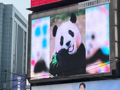 貓熊界孫藝真「福寶」4歲生日  全球應援台北也+1