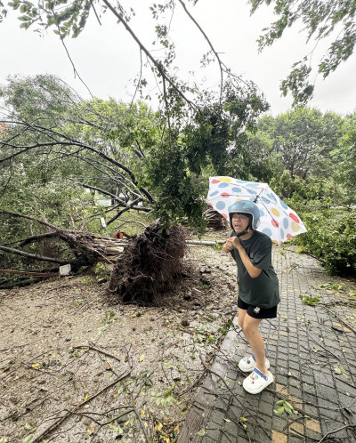 台北路樹狂斷！蔡阿嘎PO街頭現況「呼籲文藏端倪」 網秒懂：被A千萬B出門