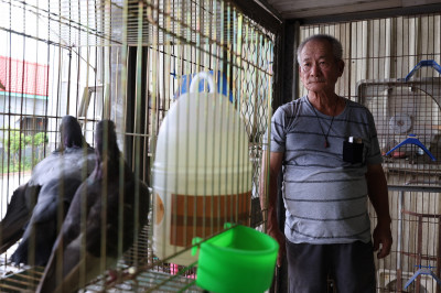台南百年賽鴿習俗將失傳？《揹笭的粉鳥》記錄最後的粉鳥笭世家