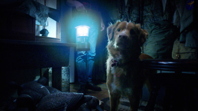 「狗狗視角」恐怖片掀熱議大爆紅 台灣宣布上映搶攻萬聖節