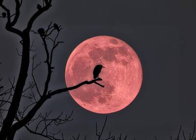 免驚！明天「白露」遇「血月」…12生肖「定調下半年」開運護持必做