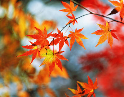 秋分後「迎寒露」陽收陰盛…12生肖「布局2026」運勢一次看