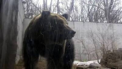 日本「熊出沒」問題嚴重 円山動物園現蹤跡緊急閉園