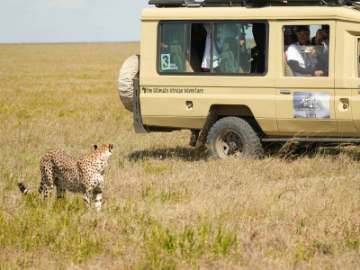 獅豹鬣狗圍帳篷!《上山吧!台灣隊》非洲親睹「動物方城市 」看傻了