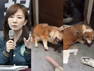 柯基遭虐引爆全網怒火！郭昱晴氣炸通報動保處「15歲老狗現況曝光」