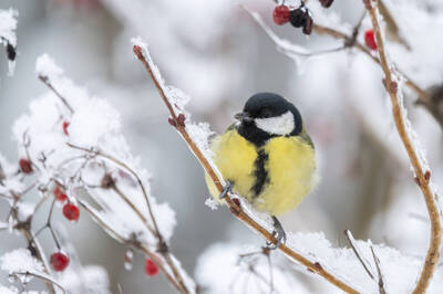 【1/19～1/25星座錦囊】迎大寒「4星進站水瓶座」！推動變革、清理人生害蟲好時機…