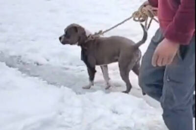 網紅凍死喜馬拉雅山 忠犬零下10度守屍4天