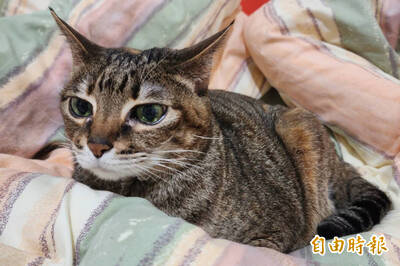 毛小孩點光明燈 命理專家：5大禁忌不可踩