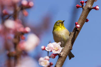 元宵後、春分前掌握「6定」！12生肖「做對一件事」2026健步如飛