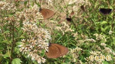 清明節氣5星座財運暴衝 第一名太強