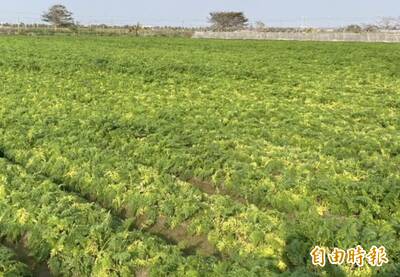 12星座穀雨聚財儀式全攻略  本週重點一個字「慢」