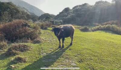 戶外色色恐觸法？情侶擎天崗「野戰直播」全放送 陳沂點1關鍵：頂多算亂丟垃圾