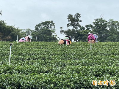 芒種能量轉換啟動 命理師警告全球進入震盪期全攻略曝光