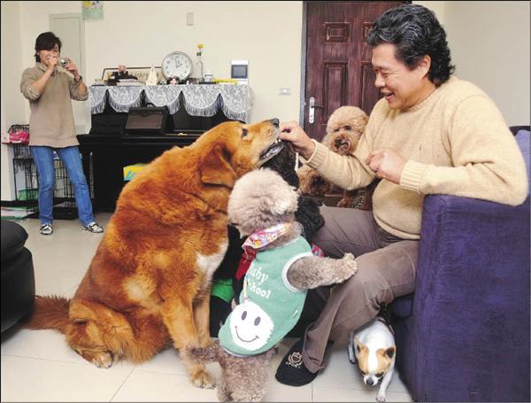 楊烈愛狗如命,8隻愛犬圍著他搶食,日籍老婆藤堂在一旁拿相機幫忙拍照。(記者潘少棠攝) 楊烈愛狗如命,8隻愛犬圍著他搶食,日籍老婆藤堂在一旁拿相機幫忙拍照。(記者潘少棠攝)