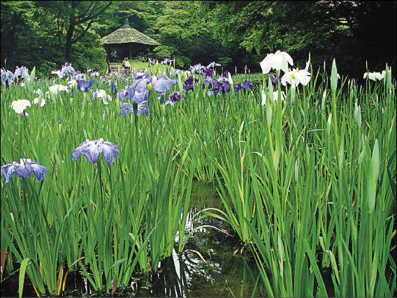 旅遊 旅遊的滋味 東京明治神宮花菖蒲季 自由娛樂