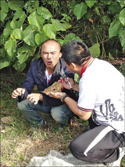 小馬學做螞蟻蛋捲,還抓了一把螞蟻和蟻蛋放進嘴裡。(八大提供) 小馬學做螞蟻蛋捲,還抓了一把螞蟻和蟻蛋放進嘴裡。(八大提供)