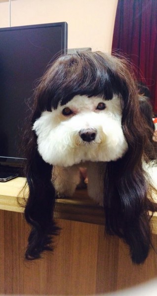 Jolin的愛犬「屋虎」戴著假髮模樣好萌!(圖取自蔡依林臉書) Jolin的愛犬「屋虎」戴著假髮模樣好萌!(圖取自蔡依林臉書)