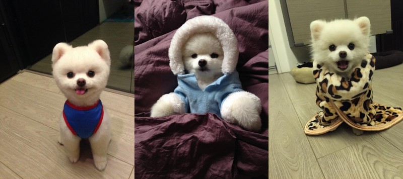 狗比人紅 敖弟幫敖犬按摩萌到爆表 自由娛樂