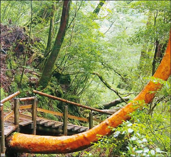 旅遊 白谷雲水峽探祕 日本屋久島 自由娛樂