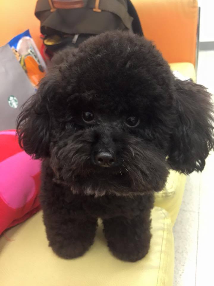 吳宗憲愛犬的無辜模樣，令眾人相當愛憐。（翻攝自吳宗憲 Jacky Wu臉書）