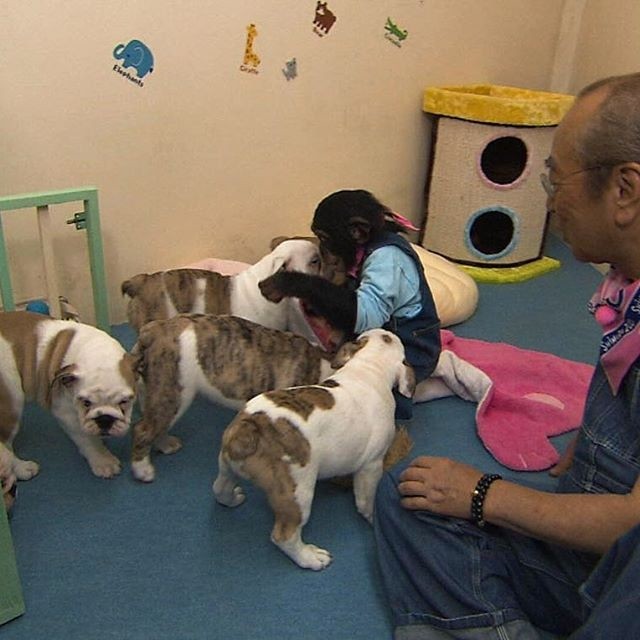 小龐女兒布丁，日前探望詹姆斯曾孫，一秒收服毛孩們。（翻攝自志村動物園官方IG）