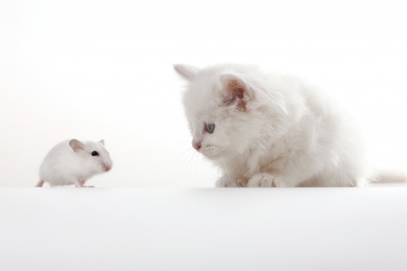 楊佳嫻 吾輩與貓 可愛的凶物 自由娛樂