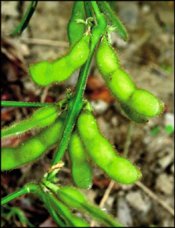 家庭親子 植物大觀園 基改作物時間驗證 自由娛樂