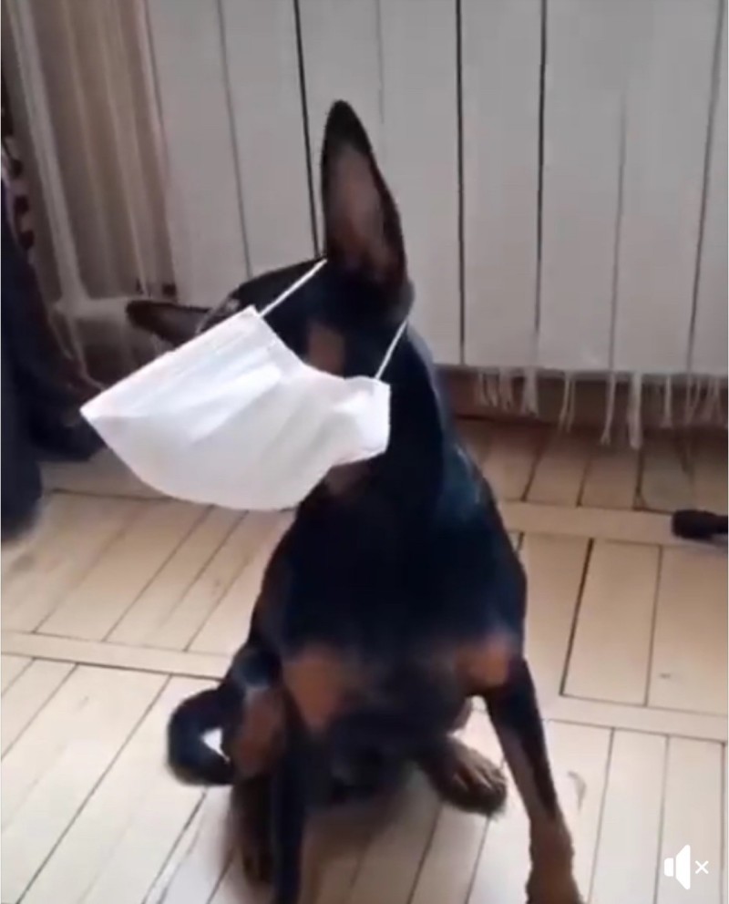 江蕙嘆疫情造成人心惶惶狗狗戴口罩趣味防疫 自由娛樂