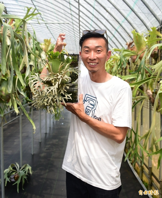 鹿粉快看！達人珍藏200萬鹿角蕨長這樣！ - 自由娛樂