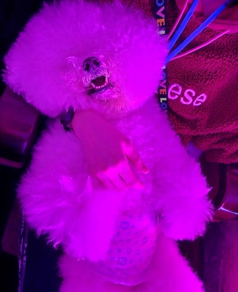 蔡依林舉辦跨年演唱會，愛犬在包廂狂睡。（翻攝自IG）