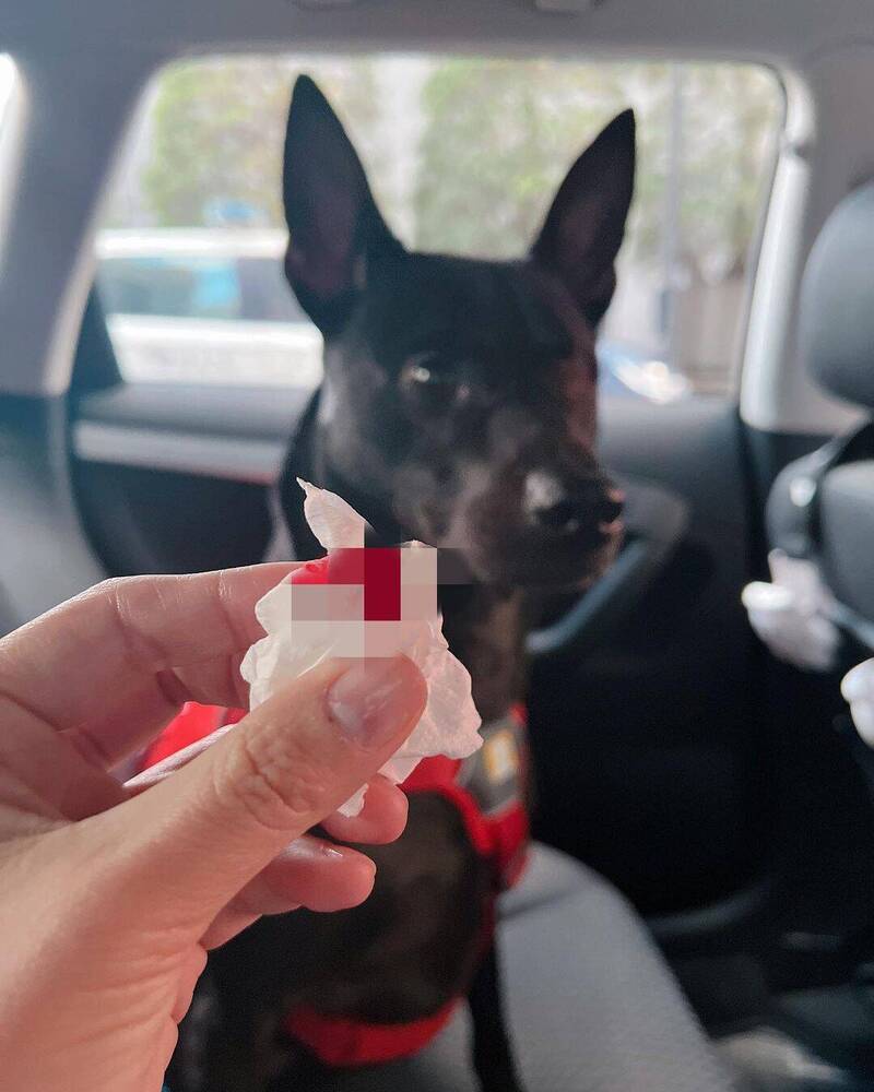 米可白遭愛犬弄傷大失血差點毀容。（翻攝自IG）