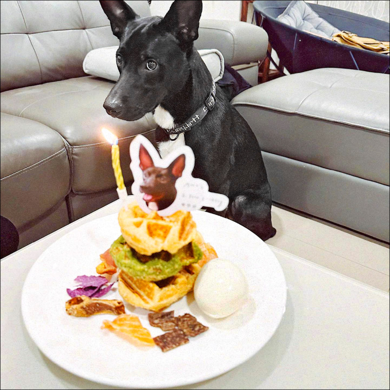 蔡凡熙超疼Amo,7月時還幫牠慶祝1歲生日。(翻攝自臉書)