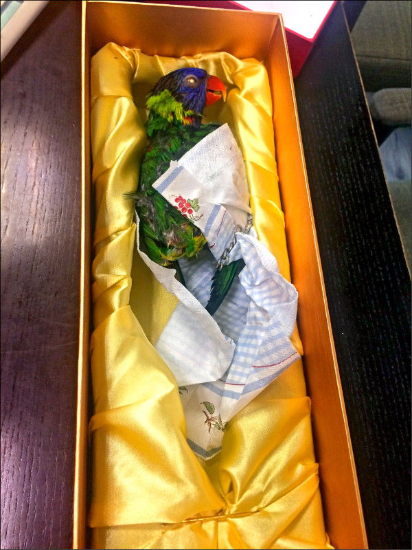 彩虹吸蜜鸚鵡「阿鸚」是李齊養的第一隻鳥，他從美國放暑假回家，見到「阿鸚」冰冷的屍體哭了三天。（李齊提供）