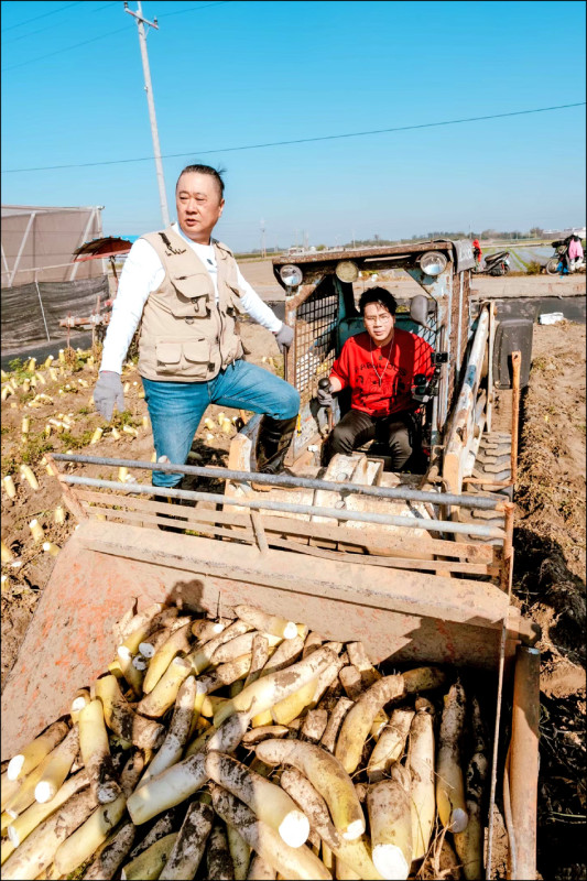邰智源（前）與邵大倫體驗開山貓採收菜頭。
（公視台語台提供）