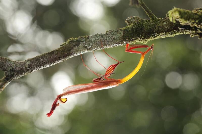這是阿傑撰寫台灣最完整螳螂專書「螳螂日記簿」以來，內心無時無刻想看見的夢幻螳螂-紅蕉箭螳，沒想到在少女營地一圓心中的夢，拍下最夢幻的生態照！（熱血阿傑提供）