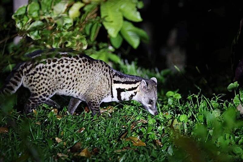 馬來靈貓（麝香貓）常常出現在營地附近，由於這裡的人完全不干擾野生動物，所以這裡的動物也不怕人，這也是人類與環境共存最和諧的狀態。（熱血阿傑提供）