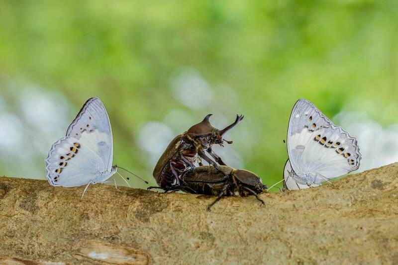 大坑每年夏季的盛況就是獨角仙出來後，牠們在樹皮上挖洞，流出來的汁液吸引各種不同的甲蟲、蜂類、蝴蝶一起共餐，其中最美的景象就是一群白蛺蝶圍著交配中的獨角仙，好像圍觀的群眾讓人莞爾。（記者張錦露攝）