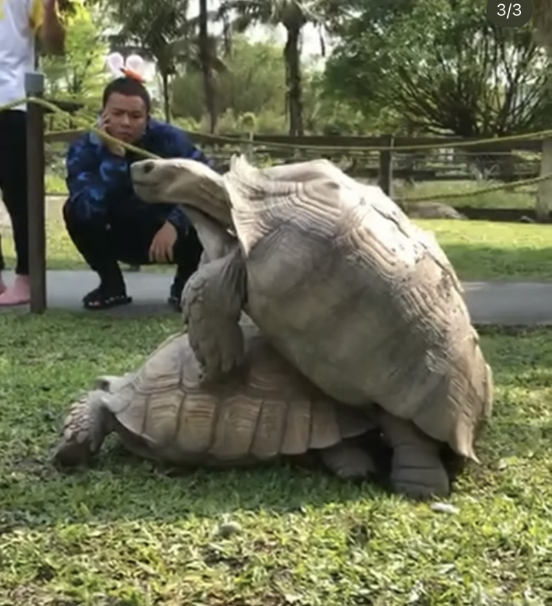 KID曝光過往影片，小鬼淡定圍觀烏龜。（翻攝自IG）