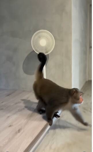 猴子闖入袁艾菲家中。（翻攝自IG）