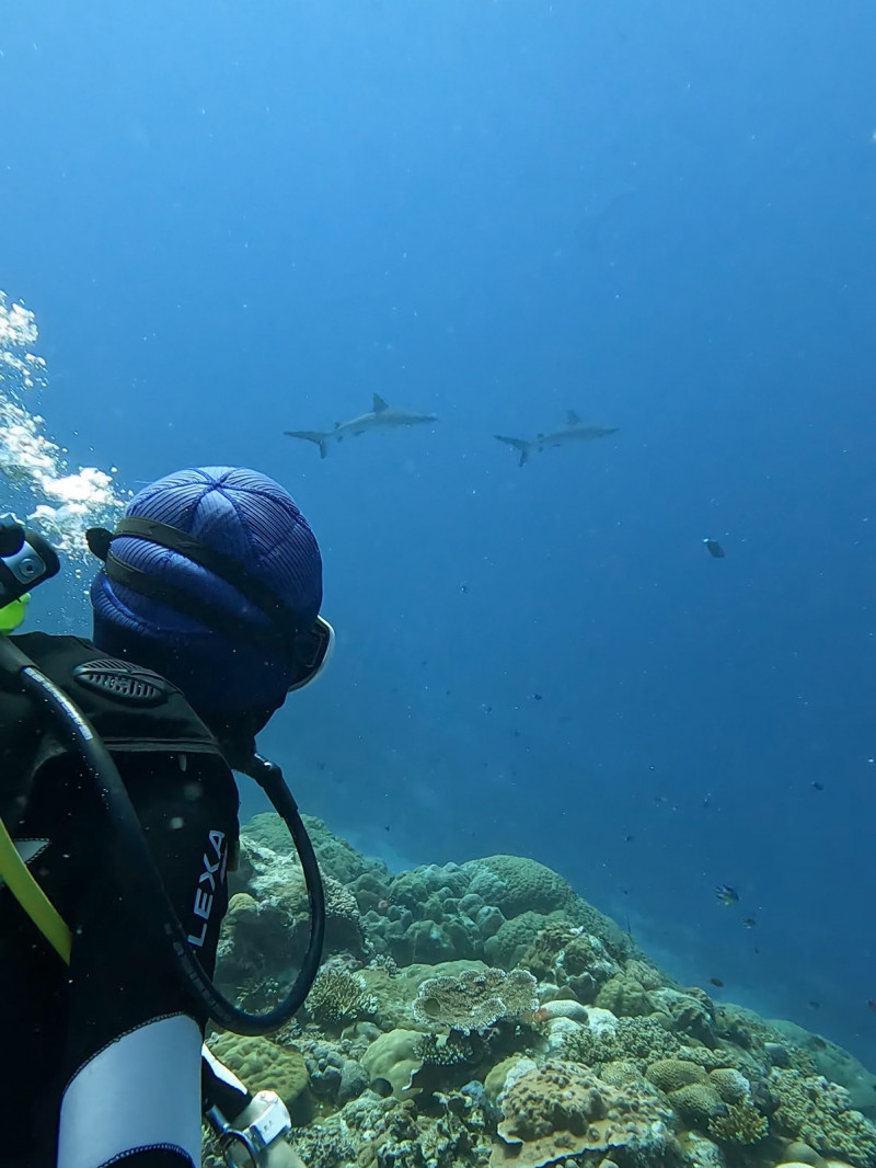 潘慧如在帛琉潛水看鯊魚。（球狀星團娛樂公司提供）