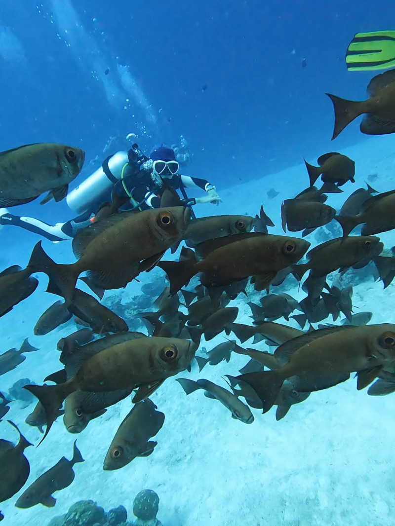 潘慧如在帛琉潛水遇見成群的魚。（球狀星團娛樂公司提供）