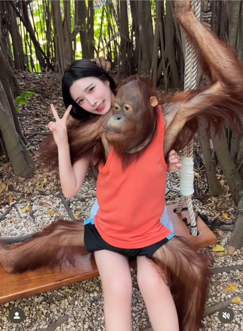 猩猩坐到藍星蕾身上。（翻攝自IG）