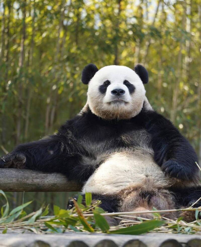 中國租借給韓方15年的大貓熊樂寶（原名：園欣）。（翻攝自愛寶樂園）